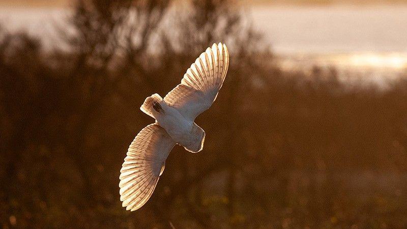 An owl swoops down at dusk