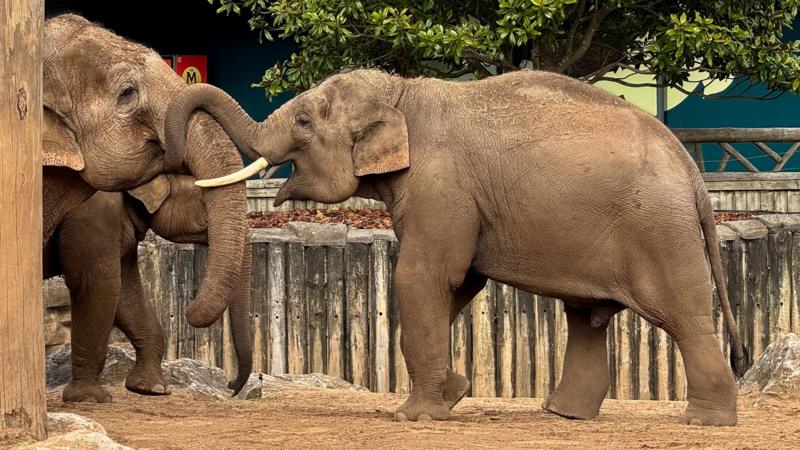 Vaccine breakthrough for deadly elephant virus