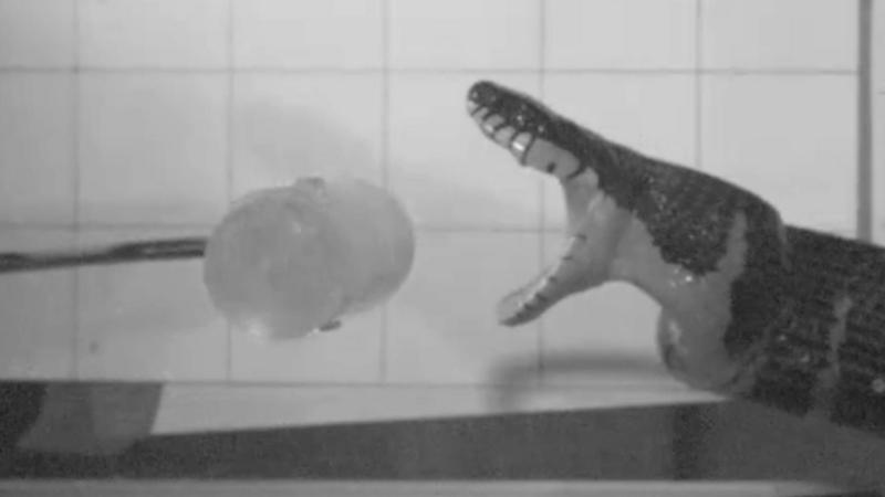 Slow-motion footage reveals secrets of snake bites