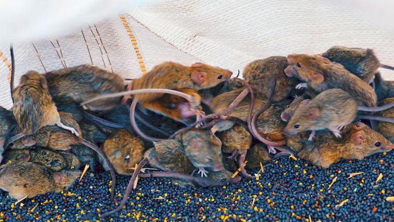 'It's like a decaying body': Australian farmers battle mouse plague