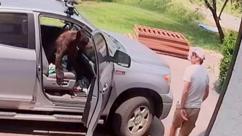 Watch: Man comes face-to-face with bear inside truck