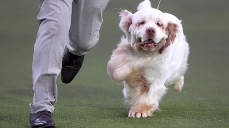 Weekly quiz: This dog was Best in Show at Crufts - what other prize did he win?
