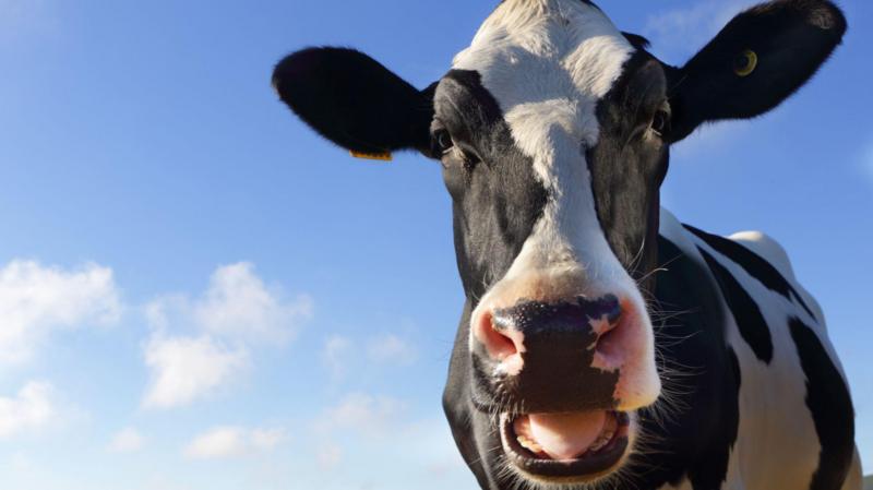 Trial of controversial methane-cutting cow feed ends
