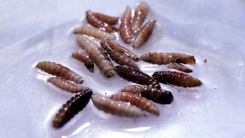 Flesh-eating screwworm arrives in US with first case detected in Texas cattle