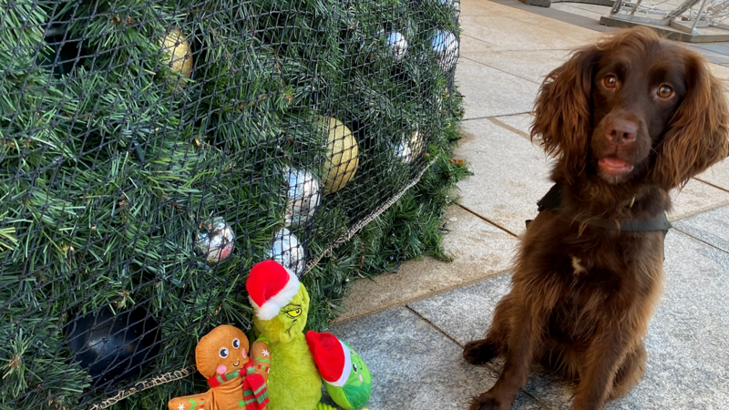 Meet the working dogs that don't stop for Christmas