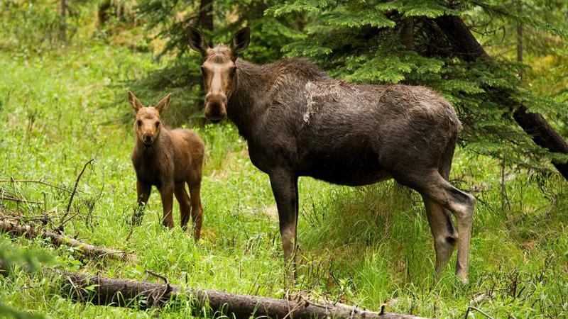 An adult European elk with its calf.