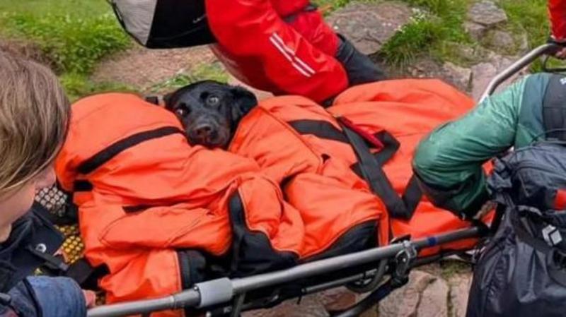 Dog rescued from Ben Nevis suspected to have eaten discarded cannabis