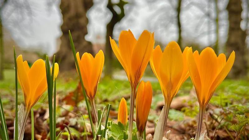 Five yellowy / orange flowers are blooming in the picture. There is grass and a few trees in blurred focus in the background. 