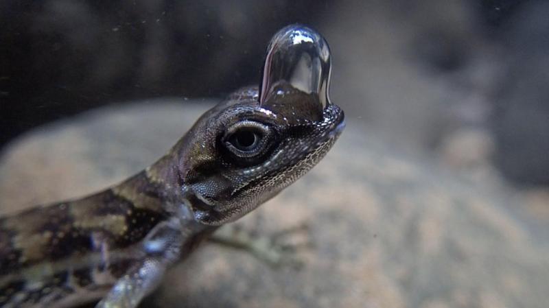 Lizards use air bubble to become 'world's smallest scuba divers' - BBC ...