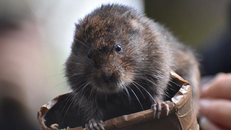 A small water vole looking into the camera. It has small, black eyes and brown fur with light whiskers. Its holding onto a tape-covered object with its front feet.