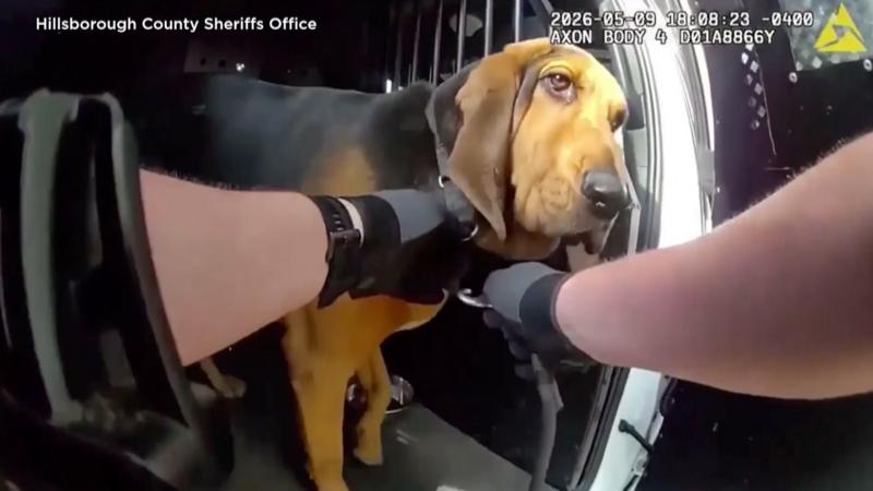Police dog locates missing 96-year-old man in Florida woods