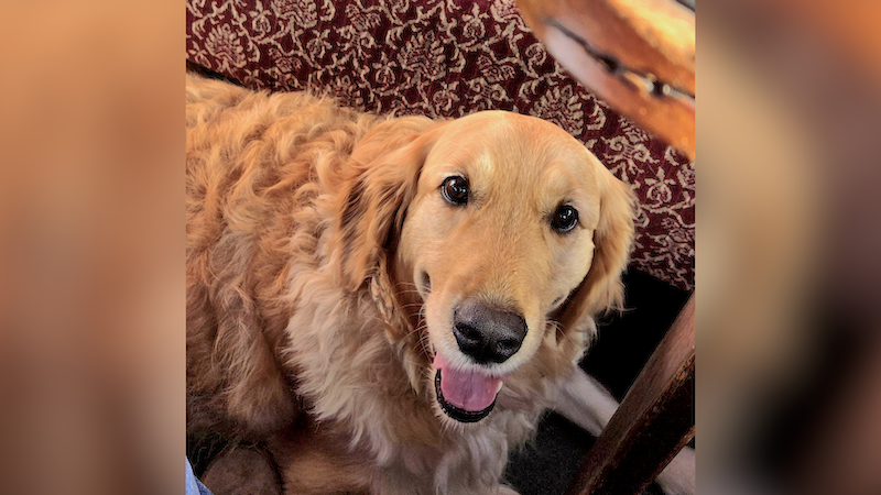A golden retriever is smiling looking up at the camera with his tongue out. He's a good boy.