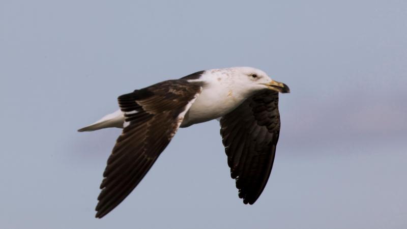 Saving South Africa's threatened albatross from lethal fishing lines