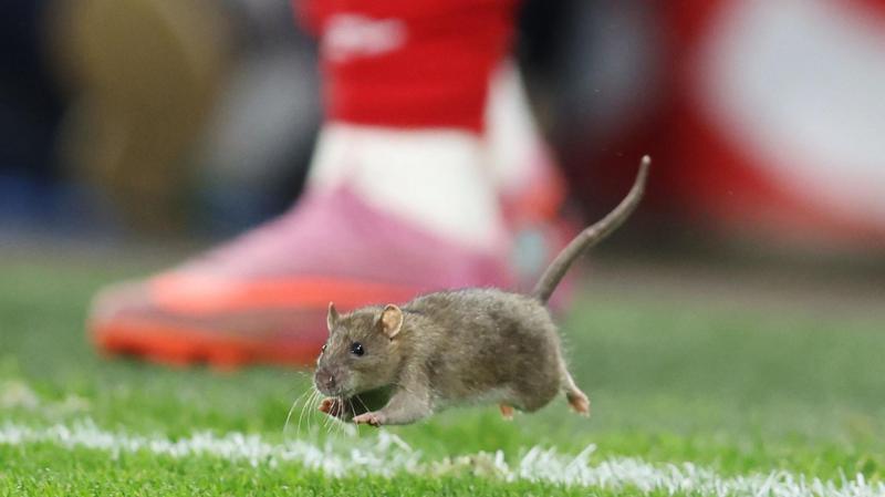 Giant Rat Disrupts Wales' Qualifier Match - Shocking Invasion!