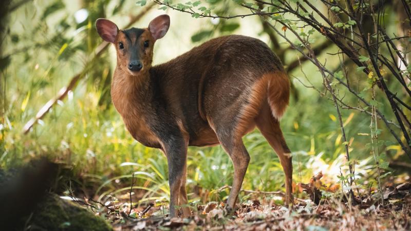 Deer culling to be made easier to protect trees and crops