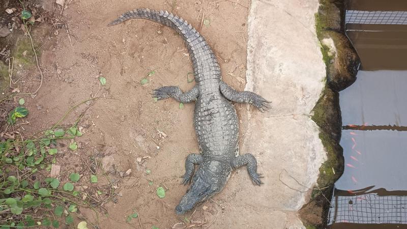 Child attacked by crocodile critical two days on: Here's what we know so far