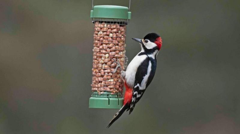 Want to help garden birds? Don't feed them in warmer months, says RSPB