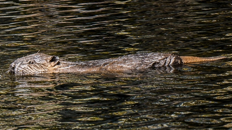 Highland glen sees first wild-born beavers in 400 years