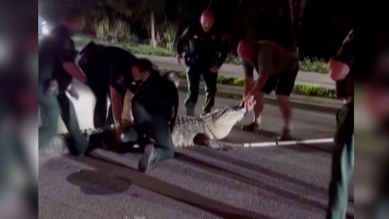 Watch: Moment officers wrangle 600lb alligator from Florida road