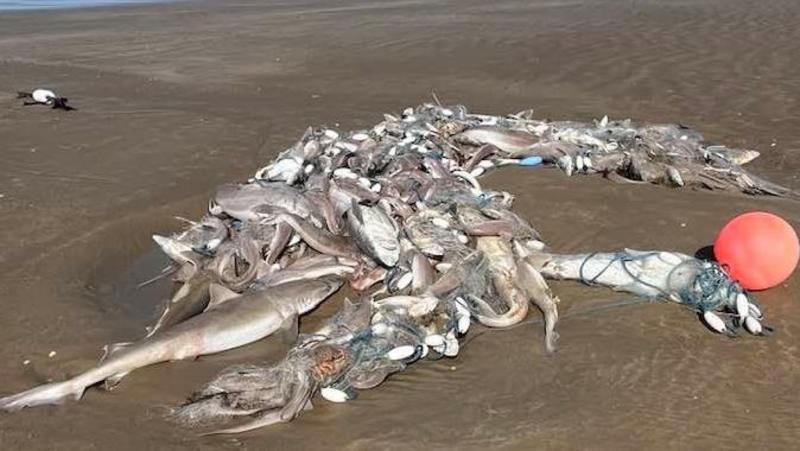 Hundreds of dead sharks found washed-up on Welsh beaches