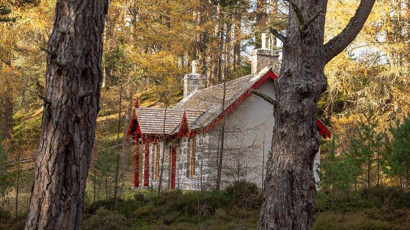 The cottage sits in the middle of the trees and woodland area. 