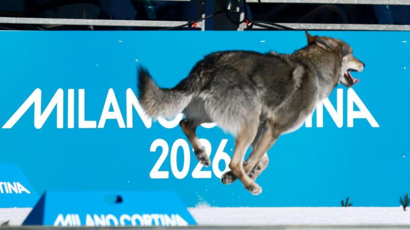 Weird and wonderful stories from the Winter Olympics