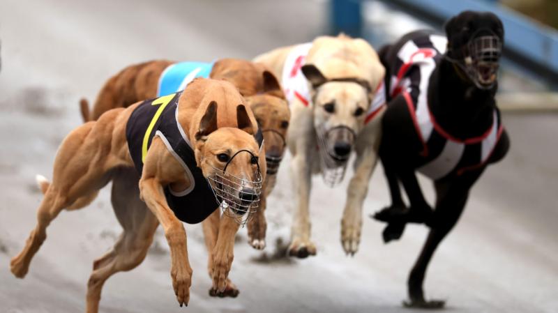 Greyhounds bound for Australia as New Zealand racing ban takes effect