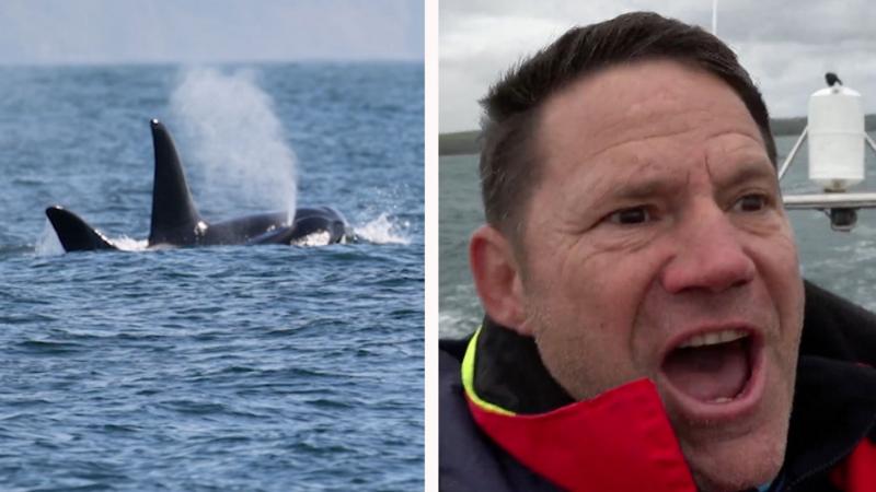'Unbelievable!': Backshall overjoyed at rare sighting of orcas