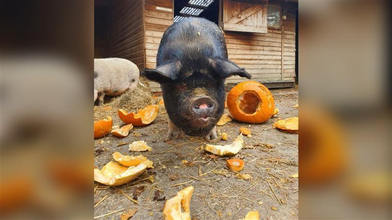 A black pig looking at the camera with pieces of pumpkin laying on the floor around it