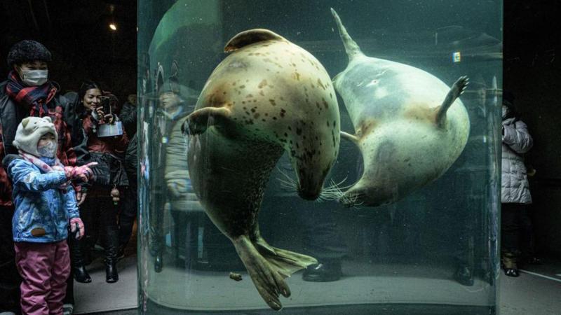 Japan zoo staffer allegedly dumps wife's body inside incinerator