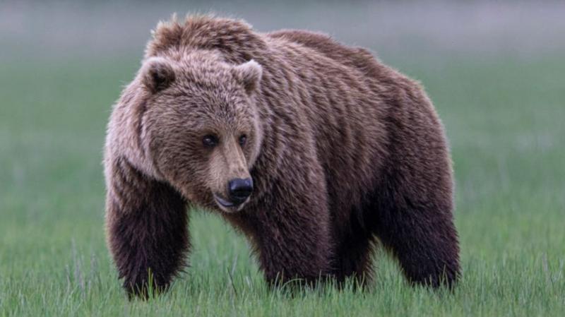 Grizzly bear on loose after attacking school group in Canada, injuring 11