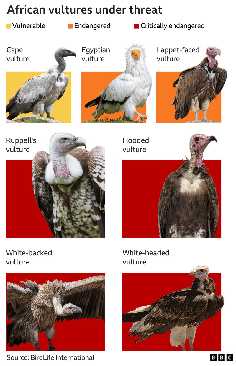 A graphic titled African vultures under threat showing seven species that are vulnerable, endangered or critically endangered.