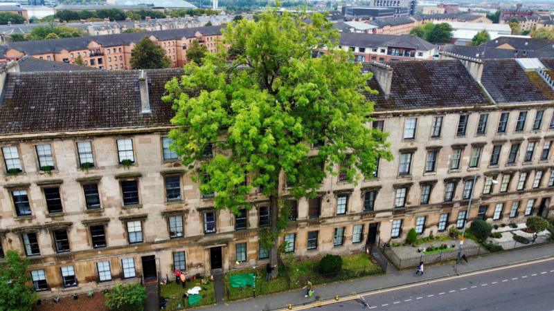 Tree of the Year honour for Glasgow's Argyle Street Ash