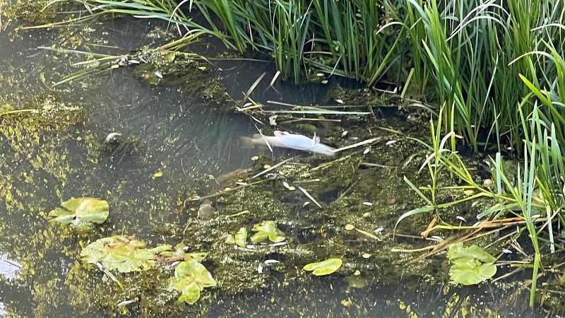 A dead fish floating in canal water with green plants visible in the water