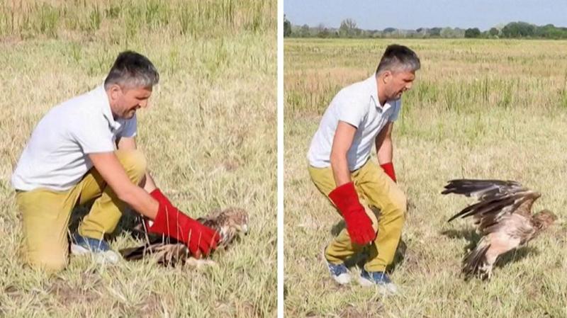 Kidnapped rare Serbian eagle freed into wild after rescue