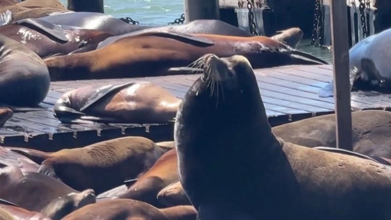 Massive sea lion makes rare appearance in San Francisco