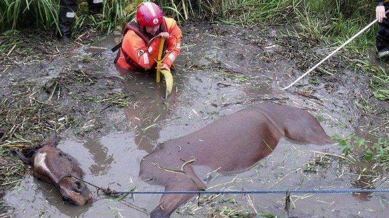 Horse rescue