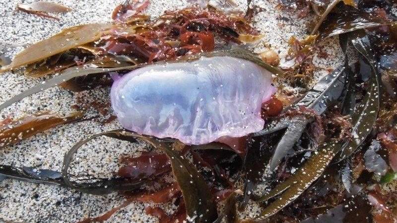 Portuguese man-of-war Pic: Cornwall Council