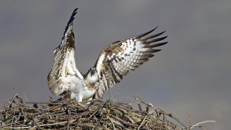 Nora the osprey at Cors Dyfi in 2012