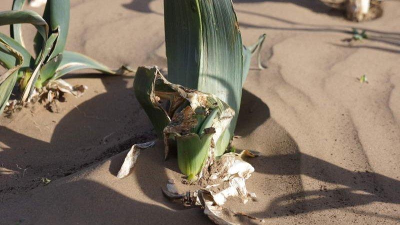 Overwintered leeks buried in sand after Fen Blow in April 2013