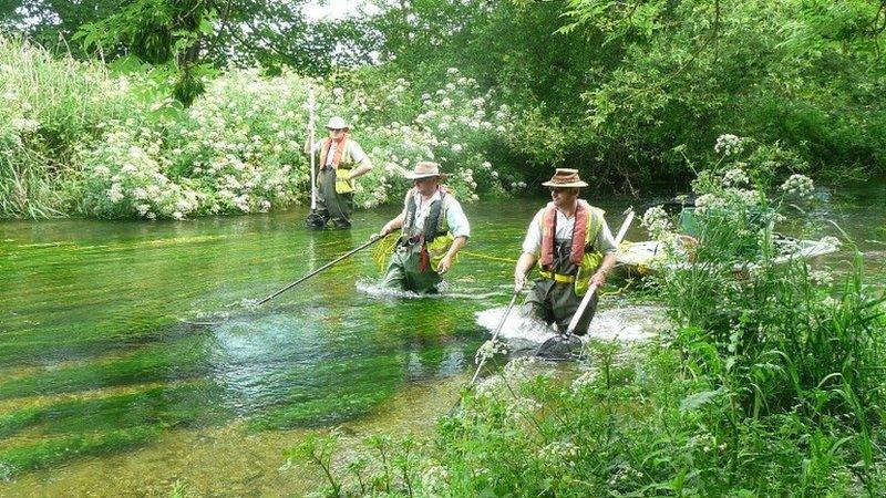 Fish survey on the River Frome