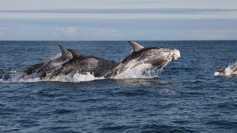 Risso's Dolphins