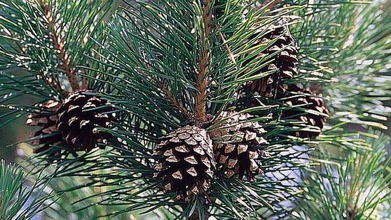 Scots pine