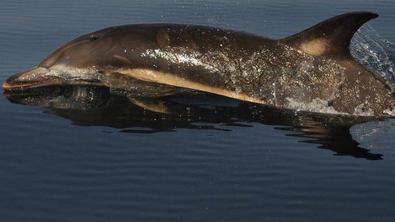 Dolphin near the coast of Douglas, Isle of Man