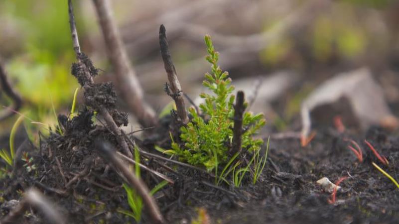 Regrowth at Corrimony