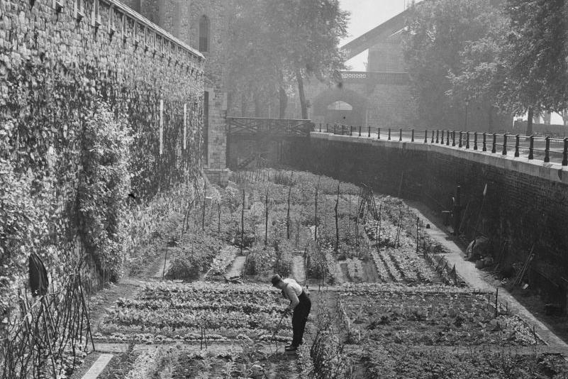 A black-and-white picture of an allotment planted in a moat surrounding the Tower of London. There are rows of crops, with one person seen tending to the crops in the middle.