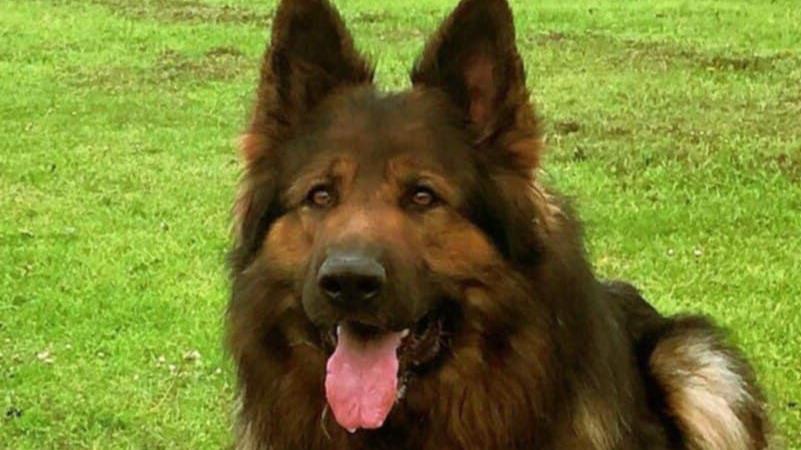 German Shepherd dog called Shadow who is lying on grass with his tongue handing out and ears are pointing up.