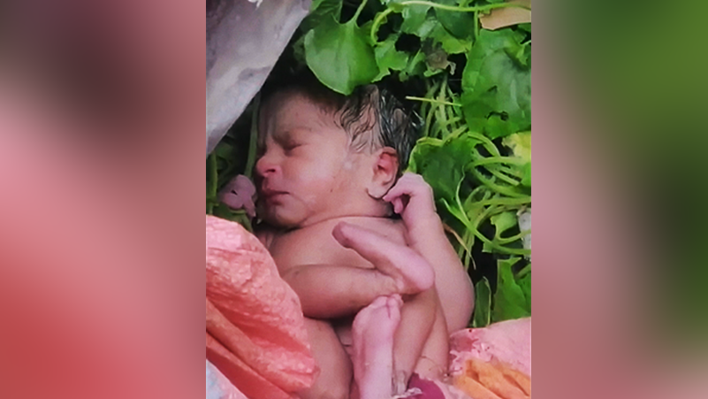 Camera photo of a newborn baby nestled in some bushes