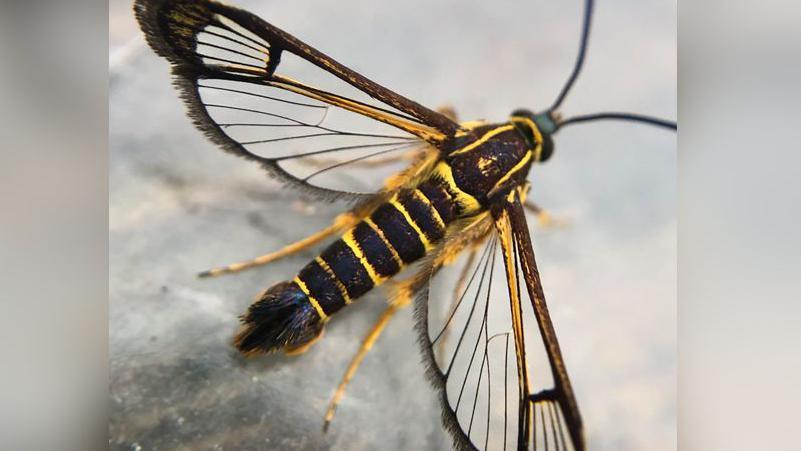 A clearwing moth, it looks slightly like a wasp. It has a yellow body with black markings visible on the back of it's body. It has four wings with delicate black pattern. 