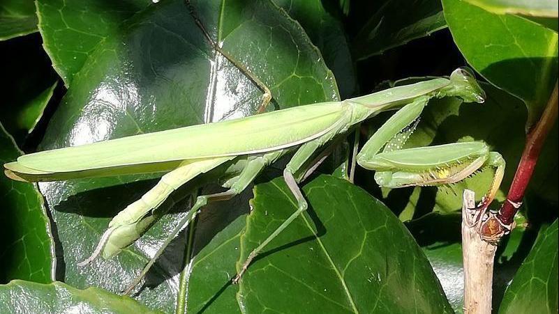 A green European praying mantis is perched on green leaves and a stick. It appears to be looking underneath one of the leaves. It is a light green colour. The leaves are dark green.